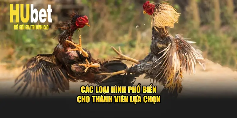 Các loại hình Hubet phổ biến cho thành viên lựa chọn