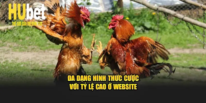 Đa dạng hình thức cược với tỷ lệ cao ở Hubet