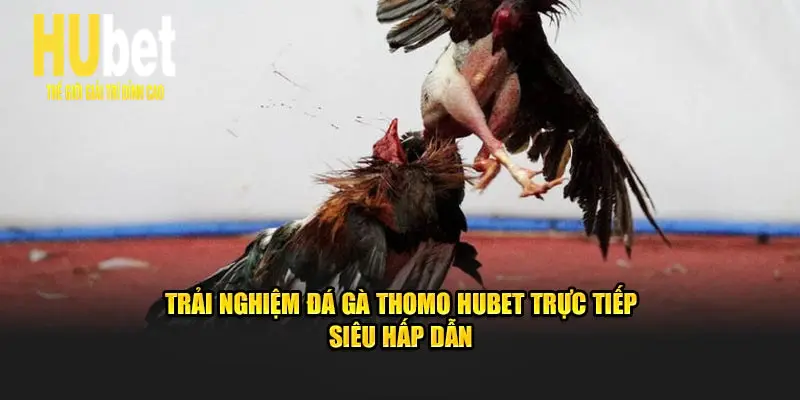 Trải nghiệm đá gà Thomo Hubet trực tiếp siêu hấp dẫn